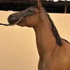 فرس واهو