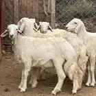 خرفان للبيع