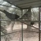 حمام مشكل