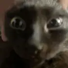 قط شيرازي للتبني
