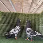 ذكرين رامبوري اساسات
