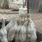 بط بكيني