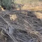 عسيب سعف نخل