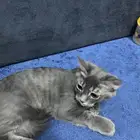 قط هجين شيرازي لتبني لعوب جدا