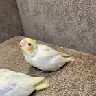 فرخ فروخ كروان كوكتيل لاتينو