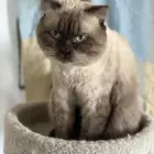 قط همالايا للتبني