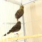 جوز كناري اوربي حامل جينات قويه.