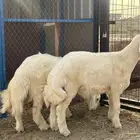 طليان حري