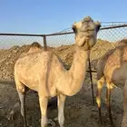 بكار