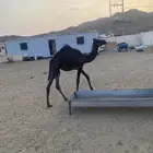 بكره كفو لباني