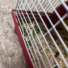 هامستر للبيع واحد صغير