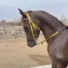 فرس لقاح طرب