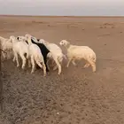 بهم حري فاخر