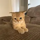 قط سكوتش فولد بيور للبيع