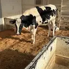 بقرة عمر سنه ونص هولندية