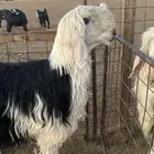 فحل جذع شرط القريع