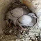 فروخ فرنسي لاحم