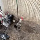 ديكة بلدية