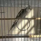 عرض خاص ذكر كروان وايتت فيس فخممم