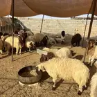 طليان نعيم العدد مفتوح العمر 7 الى 8 شهور