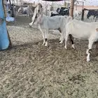 معزا مقاني وفيها دفيع ومتبع