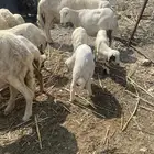 ضان مناتيج مع الفحل