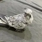 جوز كروان