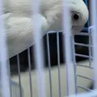 جوز روز نااادر وطفرة البينو وفالو