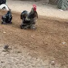 دجاج كوشن اصل