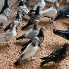 فراخه حمام