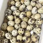 بيض سمان تكساس بيور