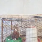 جوز بجليكي شرط الصحه وتحته بيض