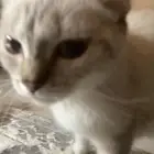 قطه للتبني
