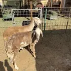 سواكني خرفان ثلاثة جذعان واحد ثني
