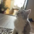 قط شيرازي العمر 3شهور و نص تقريبا