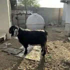 تيس عارضي فحل