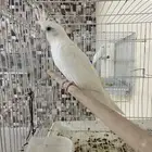زوج كروان البينو