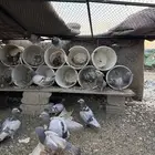 للبيع حمام سلفر