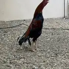 ديك ودجاجه باكستانيه