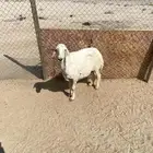 شاه دافع سنها سدس البيع سمح