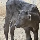 بقر هولندي أم ثاني تحتهم عجلة وعجل