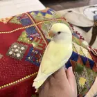 روز أليف جدا جدا مناسب للاطفال هدد نشبه صحه و نظافه