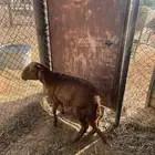 طلي ساكني للبيع