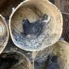 جوز قلابي مع انتاجه