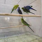 للبيع طيور حب بادجي