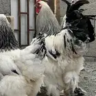 طبق بيض براهما كولومبي