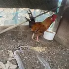 ديك عربي اصيل الحناكيه انخيل