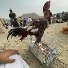 ديك باكستاني