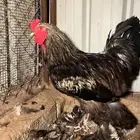 ديك ودجاجة براهما