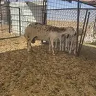 نعجه رفيديه معه رخل وخروف